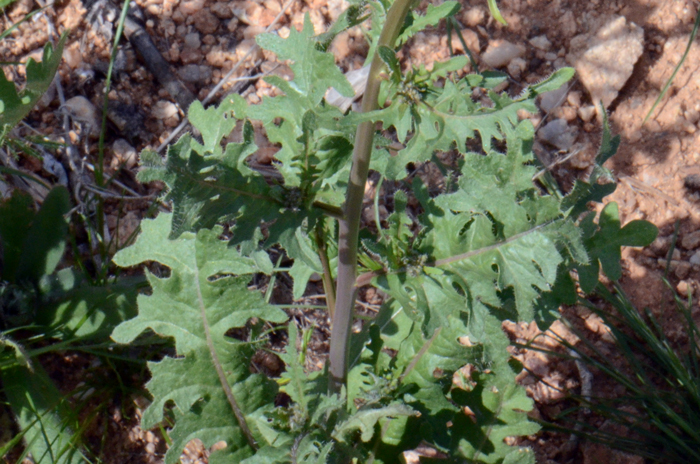 California Mustard has both basal and stem leaves. The lower basal leaves soon wither. The leaves are lanceolate to oblong or oblanceolate.  Caulanthus lasiophyllus
